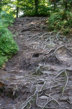 Gerçek Karpatlar 'da bir peri masalı ormanı, ağaç gövdeleri, kökleri taşlarla sarılı ve yosunlarla kaplı.