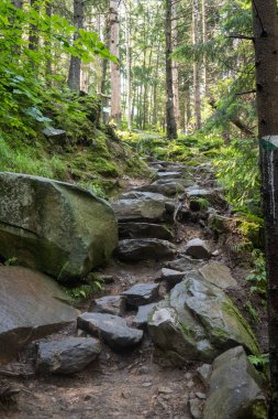 Gerçek Karpatlar 'da bir peri masalı ormanı, ağaç gövdeleri, kökleri taşlarla sarılı ve yosunlarla kaplı.