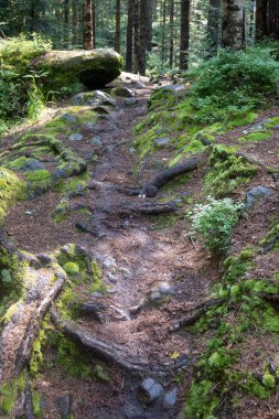 Gerçek Karpatlar 'da bir peri masalı ormanı, ağaç gövdeleri, kökleri taşlarla sarılı ve yosunlarla kaplı.