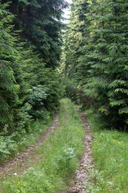 Ormanın derinliklerine giden orman yolu ladin ve kayın ağaçlarının yoğun yeşiliyle çevrili ve otlarla kaplanmış.
