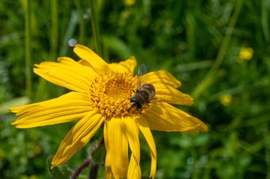 Eşek arısı benzeri eristalinae böceği. Sarı çiçekli dronicum 'da yemyeşil bir çayırda yetişiyor.