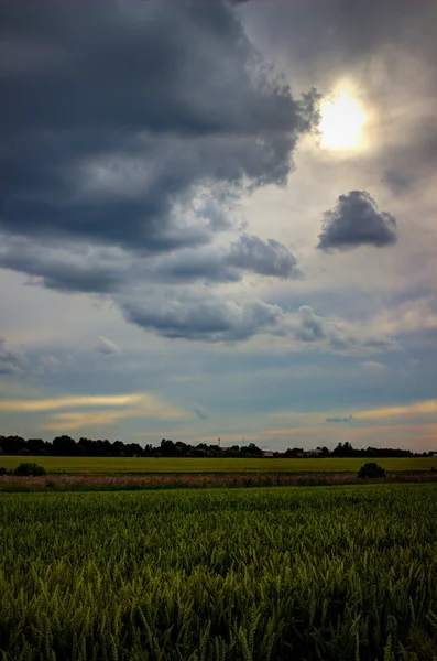 Campo — Fotografia de Stock