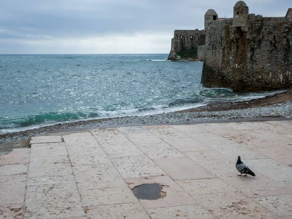 Deniz kıyısındaki bir şatonun yakınındaki taş bir duvarda güzel bir martı görüntüsü.