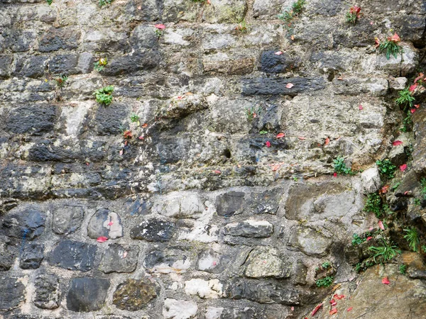 Taş duvar ve çiçek arka planı.