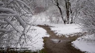Yuvarlak yolu ve soğuk dalları olan karlı bir orman. Huzurlu kış manzarası.
