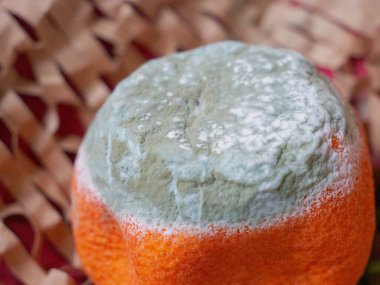 Detailed close up of moldy tangerine covered in green fungal growth and white spores. Concept of spoiled food, expiration, contamination, bacteria growth and food waste problem.