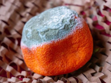 Yeşil mantar büyümesi ve beyaz sporlarla kaplı küflü mandalinaların detaylı görüntüsü. Bozulmuş gıda, son kullanma, kirlenme, bakteri büyümesi ve gıda atığı sorunu kavramı.