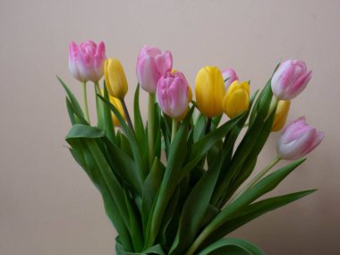 Yumuşak bir arkaplanda şeffaf cam vazoda yeşil yapraklı taze pembe ve sarı laleler. Doğal ışıklandırmalı zarif bahar çiçekleri mevsimlik tasarımlar, tebrik kartları ve ev dekorasyonu kavramları için mükemmel..