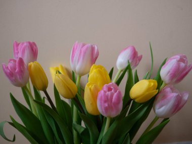 Yumuşak bir arkaplanda şeffaf cam vazoda yeşil yapraklı taze pembe ve sarı laleler. Doğal ışıklandırmalı zarif bahar çiçekleri mevsimlik tasarımlar, tebrik kartları ve ev dekorasyonu kavramları için mükemmel..