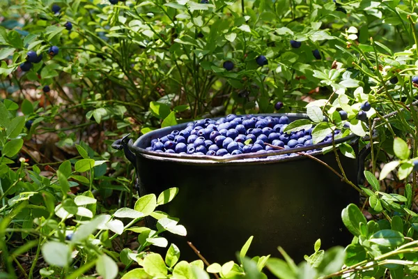 Yaban mersini ile pota — Stok fotoğraf