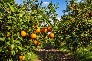 Orange trees with ripe fruits on branches. clipart