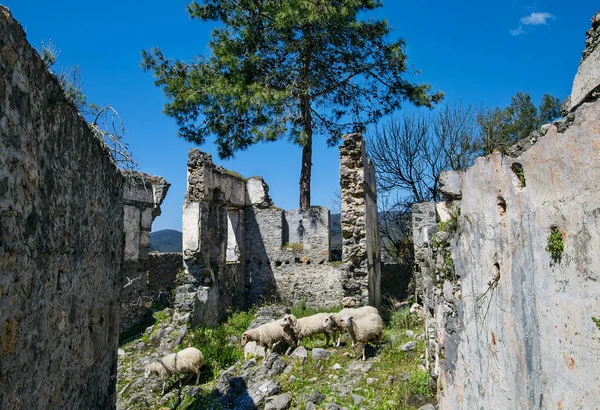 放棄されたギリシャのカヤコイ村 KarmilissosまたはGhost Town 荒廃した建物の中には羊が数頭います トルコ南西部のムグラ州フェティエ 地中海沿岸 ストックフォト