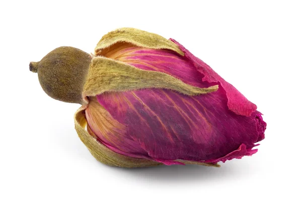 Dried rose bud Royalty Free Stock Photos