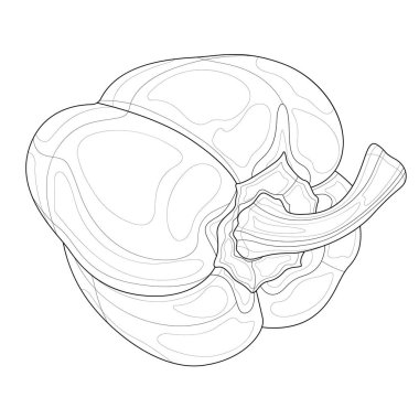 Biber. Sebze. Çocuklar ve yetişkinler için boyama kitabı antistresi. Zen-karmaşası tarzı.