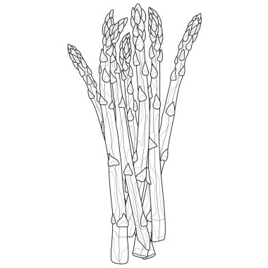 Kuşkonmaz. Sebzeler. Çocuklar ve yetişkinler için boyama kitabı antistresi. Zen-karmaşası.