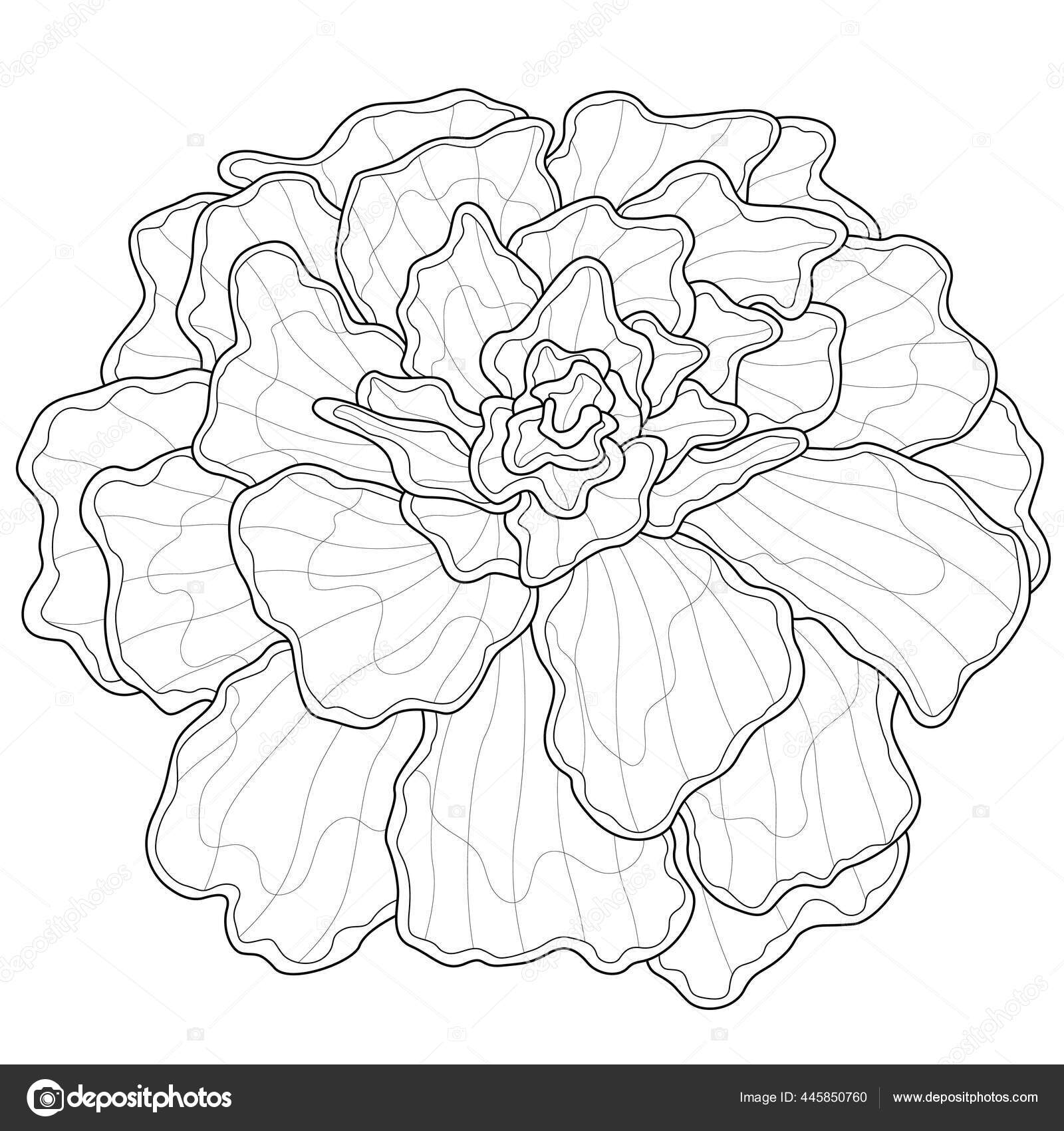 Garten Ringelblume Logoストックベクター ロイヤリティフリーgarten Ringelblume Logoイラスト Depositphotos