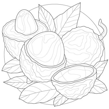 Lychee meyvesi. Çocuklar ve yetişkinler için boyama kitabı antistresi. Resimler beyaz arkaplanda izole edildi. Zen-tangle tarzı.