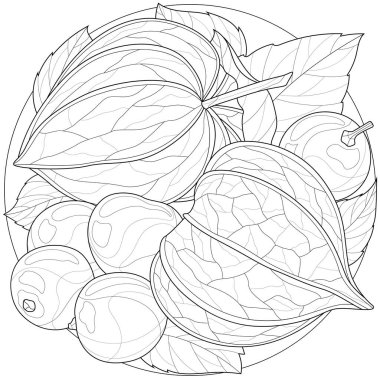 Physalis. Çocuklar ve yetişkinler için boyama kitabı. Resimler beyaz arkaplanda izole edildi. Zen-tangle tarzı.