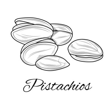 Fıstık eskizi. Fındık. Çocuklar ve yetişkinler için boya. Resimler beyaz arkaplanda izole edildi. Zen-tangle tarzı.