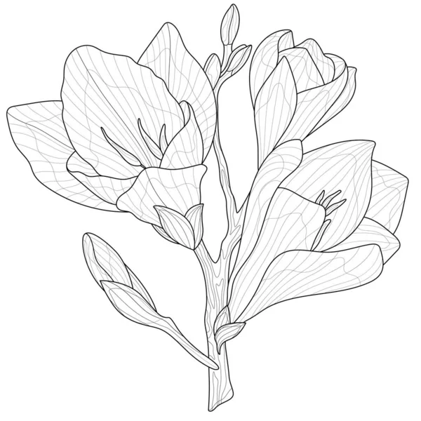 Freesia Flowers Coloring Βιβλίο Antistress Για Παιδιά Και Ενήλικες Εικόνα — Διανυσματικό Αρχείο