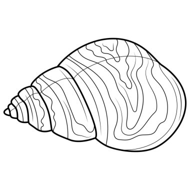 Deniz kabuğu. Çocuklar ve yetişkinler için boyama kitabı. Resimler beyaz arka planda izole edildi. Zen-karmaşası tarzı. Siyah beyaz çizim