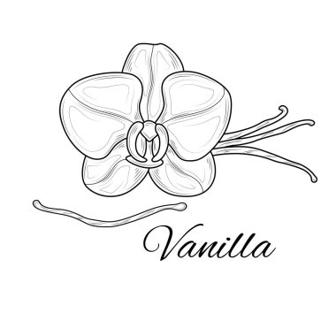 Vanilya çiçeği çizimi. Siyah beyaz çizim. Resim, beyaz arka planda izole edilmiş..