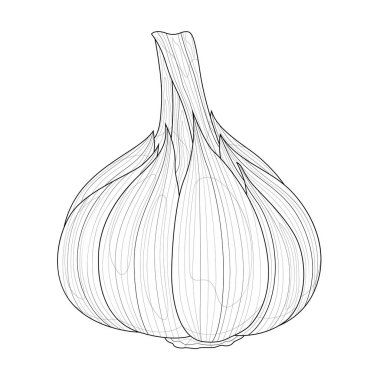 Sarımsak. Çocuklar ve yetişkinler için boyama kitabı antistresi. Resimler beyaz arka planda izole edildi. Zen-karmaşası tarzı. Siyah beyaz çizim