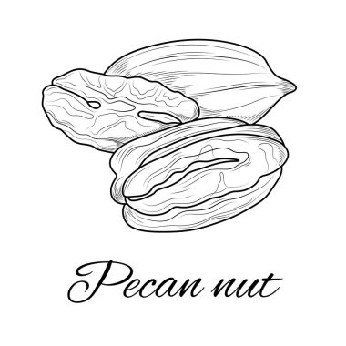 Fındık eskizi. Fındık. Çocuklar ve yetişkinler için boya. Resimler beyaz arkaplanda izole edildi. Zen-tangle tarzı.