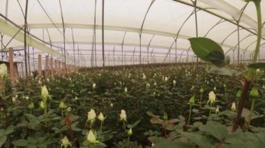 Plastik yapısı olan bir serada büyük gül ekimi. Birçok yaprakla çürüyen çiçekler.