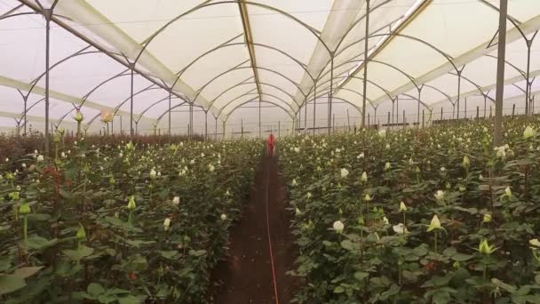 Planting Roses Greenhouse Plastic Structure Flowers Rotting Many Leaves — Stock Video
