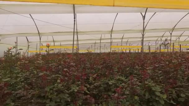 Greenhouse Plastic Wood Structure Many Roses Leaves Day — Vídeo de Stock