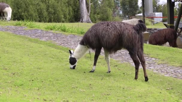 Adorable White Black Llama Eating Grass Background Trees Farm Sunny — Stock Video