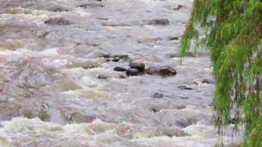 Yeşillik ve ağaçlarla çevrili, yemyeşil doğal bir arazide akan huzurlu bir nehir. Rahatlama, doğa ve açık hava manzara videoları için mükemmel..