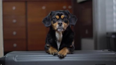 Küçük siyah bir köpek yavrusu, bir yatakta rahat bir şekilde yatıyor, ön taraftan görülüyor. Yavru köpek yumuşak bir yatak odası ortamında rahat ve rahat görünüyor..