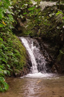 Küçük bir orman şelalesi, yoğun yeşil yapraklar ve doğal dokularla çevrili durgun bir havuza düşer..