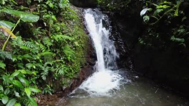 İnce bir şelale, sarp bir kaya yüzeyinden, canlı tropikal orman yeşilliği ve yosunlarıyla çevrili sığ bir havzaya dökülür..