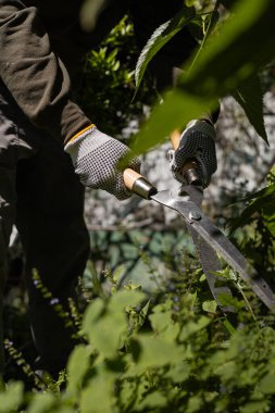 Yeşil bitkileri metal bahçe makasıyla kesen eldivenli ellerin ayrıntıları..