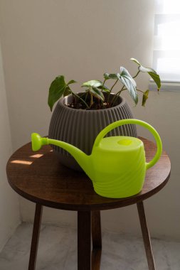 Evin bahçesini ve bitki bakımını ön plana çıkaran, yeşil bir tencereyle ahşap bir masaya yerleştirilmiş ev bitkisini gösteren basit bir sahne..