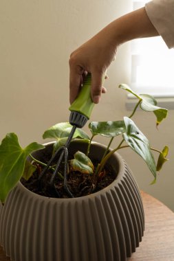 Kapalı alanda bahçe aletleri ile budanmış ev bitkisinin yakın görüntüsü, titiz yaprak kırpma ve günlük bitki bakımı vurgulanıyor.