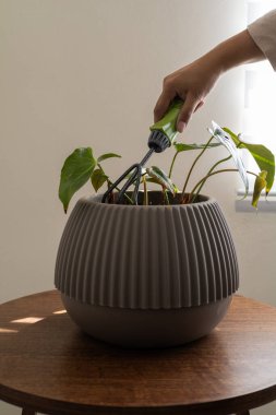 Kapalı alanda bahçe işleri yaparken dikkatlice budanan bir saksı bitkisi, evde yaprak sağlığı ve bitki bakımına önem verir..