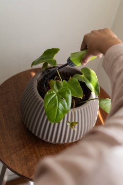 Bir kişi budama makası kullanarak kapalı alanda budanmış yaprakları budar, rutin bitki bakımını ve modern bahçe işlerini temsil eder..