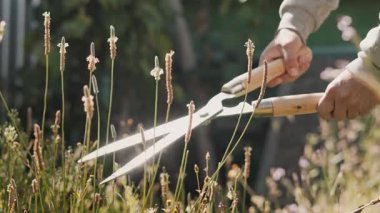 El budama ve eldiven ile bitki örtüsünü budayarak bitki bakımı yapan bir kişi.