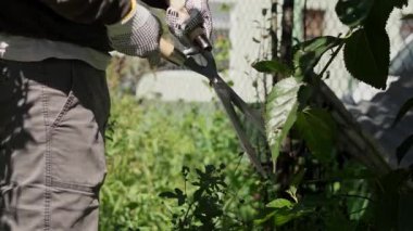 Bir bahçıvan, el budama makasıyla taze yeşil yapraklar keserek çiti şekillendirir..