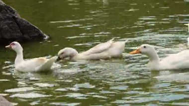 Bir gölde sakince yüzen bir grup ördek vahşi yaşamı, sükuneti, açık hava ortamını ve doğadaki ahengi temsil eden barışçıl bir doğal manzara yaratıyor..