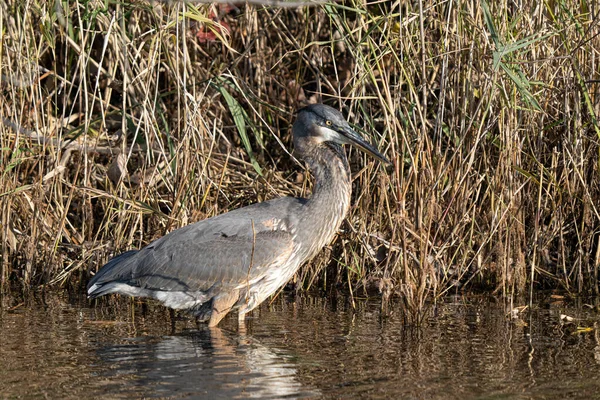 Blue Heron Loví Mokřinách Potravu — Stock fotografie