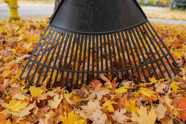 leaf rake is ready to gather colorful fall leaves