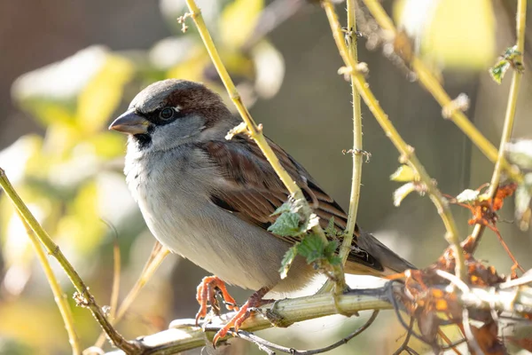 Huismus Zit Een Boomtak — Stockfoto