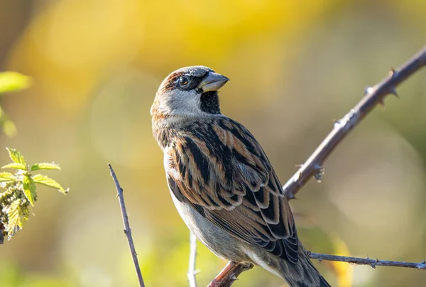 House Sparrow Perched Tree Limb — Stock Photo, Image