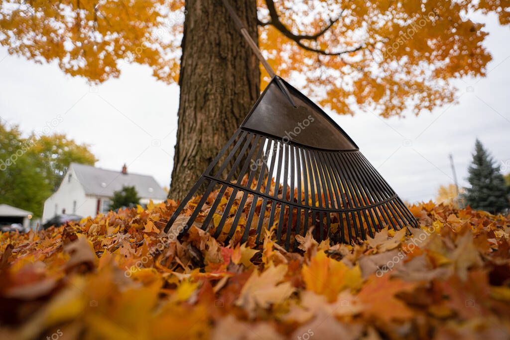 leaf rake is ready to gather colorful fall leaves