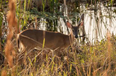 Dişi geyik batan güneşin altındaki altın bir çayırda kapanıyor.